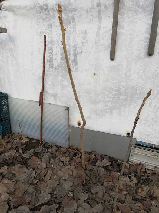 Продам саженцы  Маньчжурского ореха