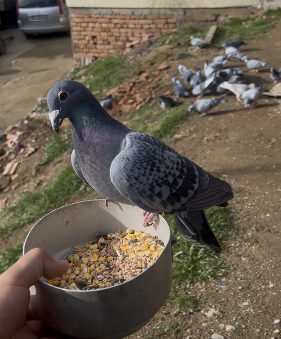 Заменям пощенски гълаби за пазарджишки