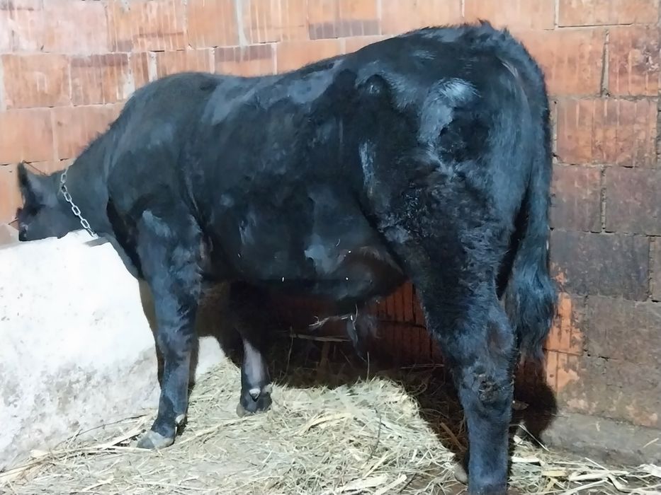 Vând tauras și vitea 8-9luni