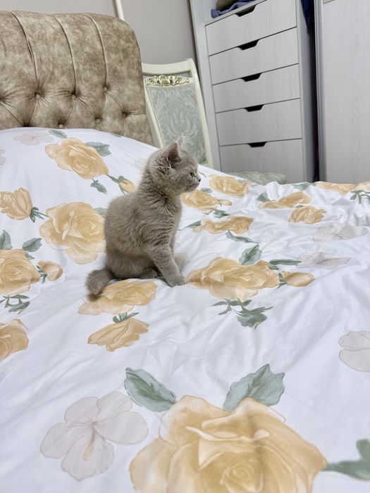 Скотиш страйт (Шоландская прямыми ушками)