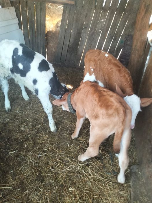 Vând 5 viței, pentru detalii sunați-mă