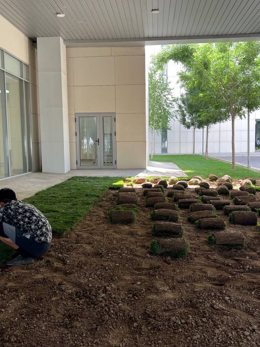 Газон семена и рулон под ключ