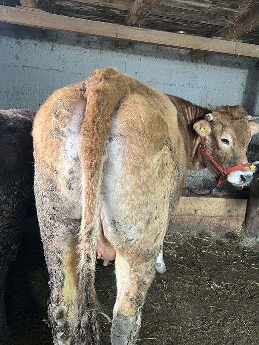 Vaca Limousine o singura fatare