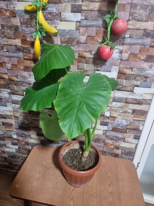 Большой АЛОКАЗИЯ комнатных цветок Katta Alokaziya guli