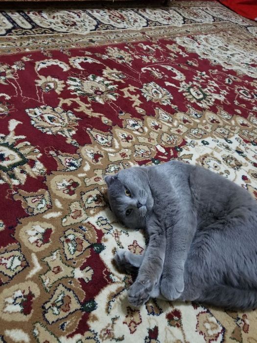 Продаётся кот. 8 месяцев