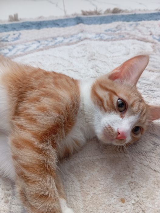 Отдам котенка бесплатно