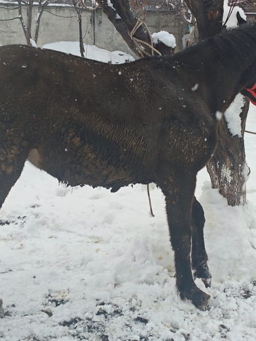 Сельхоз животные