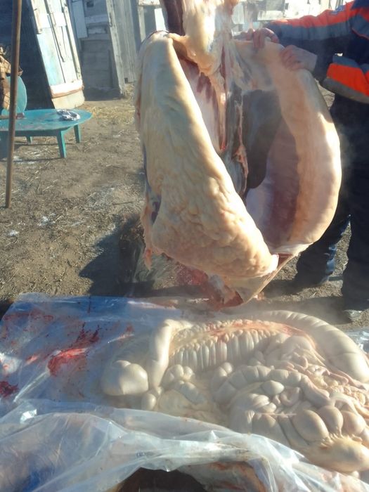 Соғымға байталдар бар