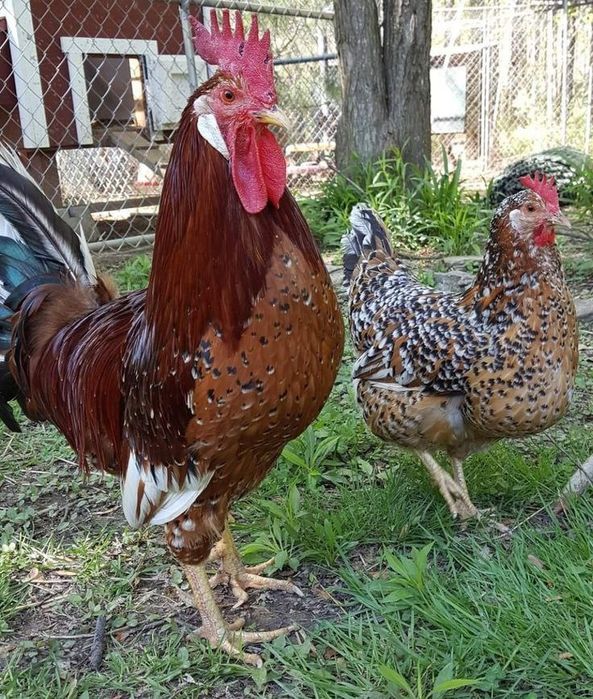 Легорн парцелан  товукларни жужалари сотилади