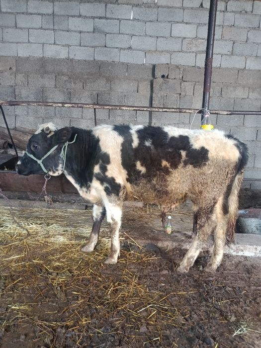 Буқа сатылады аа