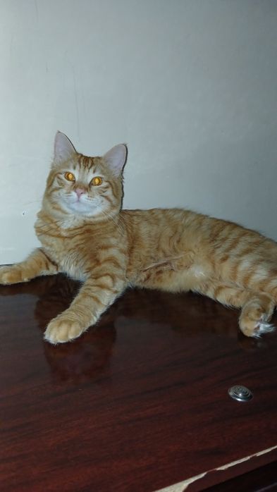 Mushuk oʻgʻil mushuk