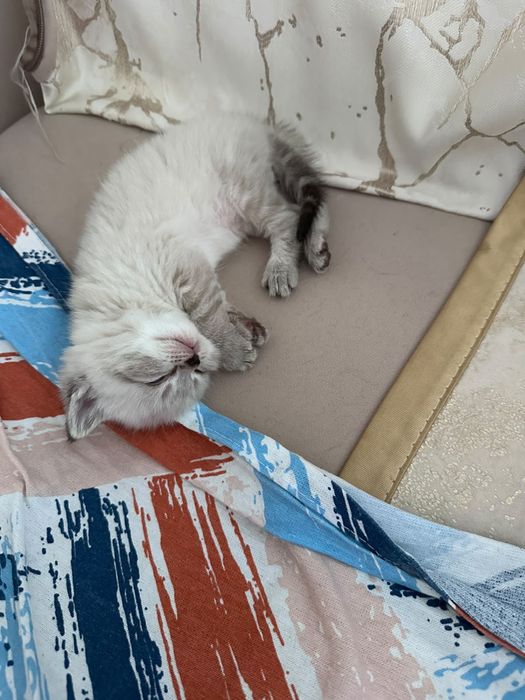 Продам шотландских котят