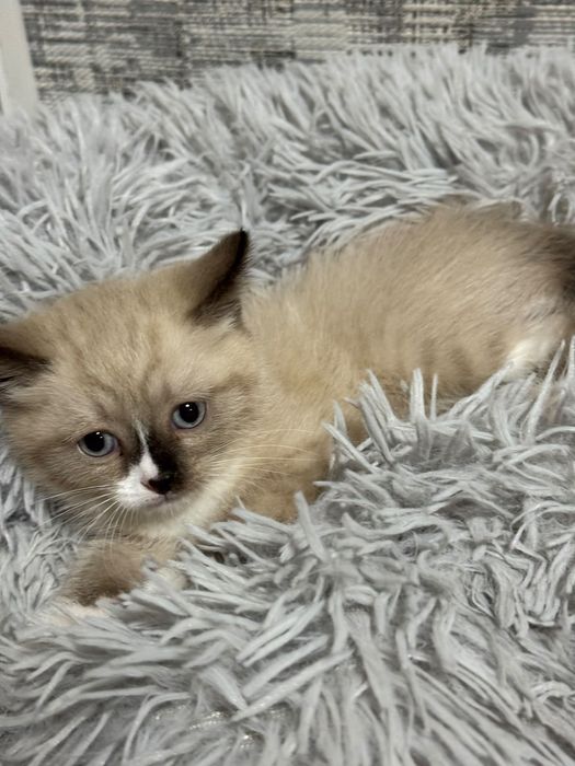 Сиамский котенок -девочка