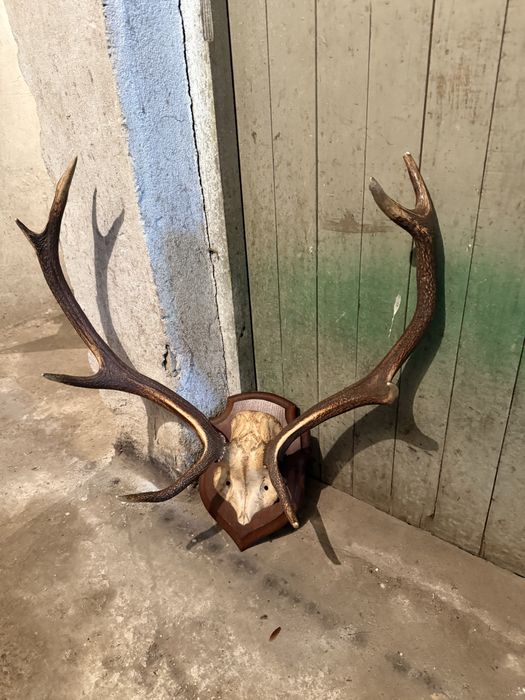 Продавам трофей от благороден елен