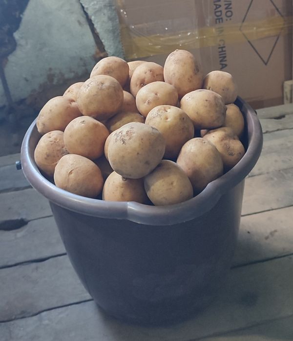 Продам дачный картофель