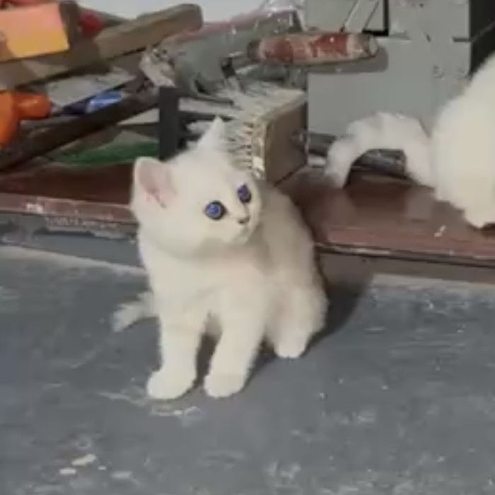 Shinshila britanski 2 oyli qiz bola