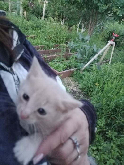 Котенок мальчик  .