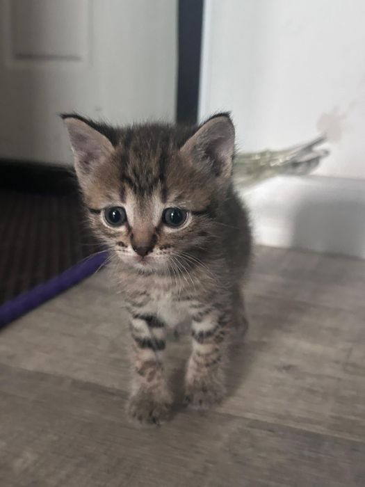 Отдам котят в добрые руки