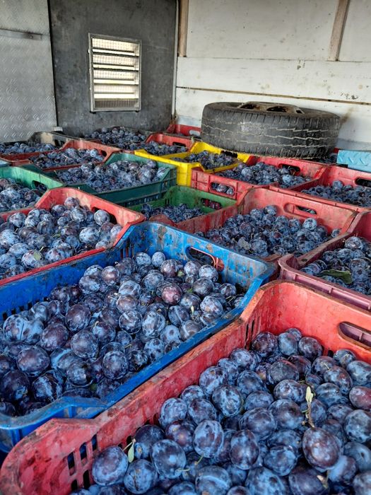 Vând prune de țuică