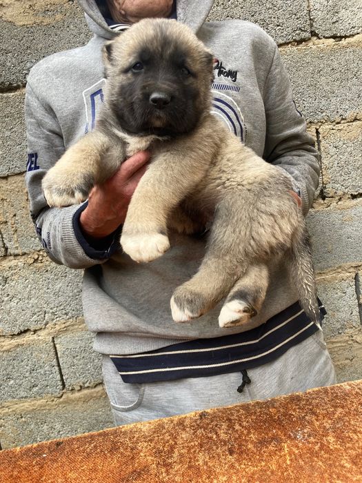 Щенок Турецкого Кангала ( чистокровный )