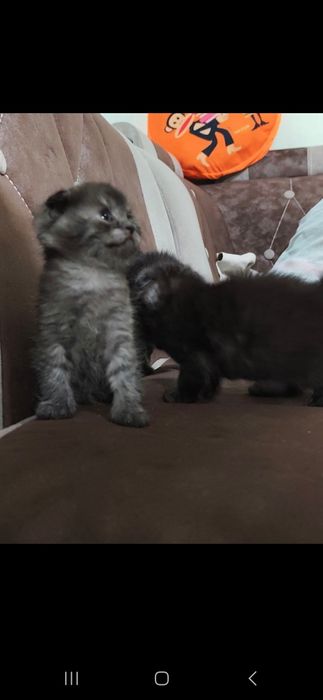 Britanskiy qulogʻi yotgan mushukchalar