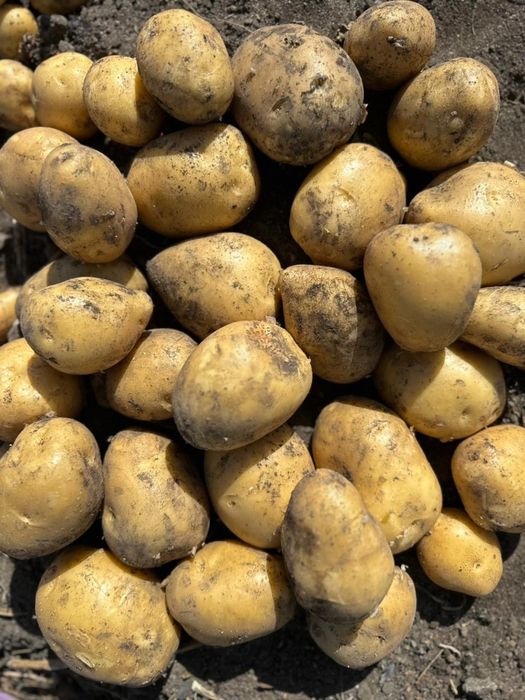 Домашняя картошка