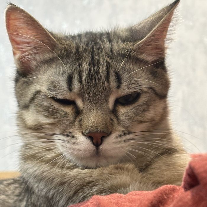 отдам кота в добрые руки