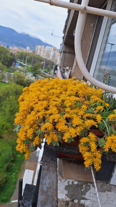 Продавам сукуленти