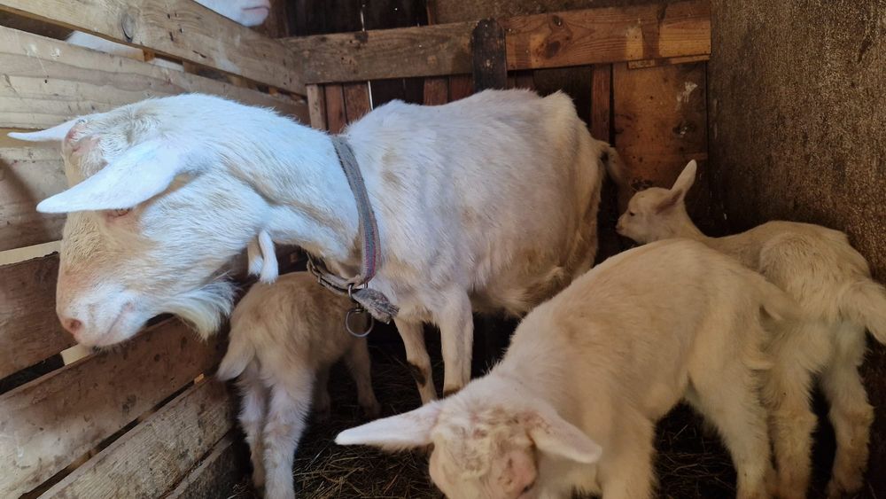 2 Capre Saanen si 4 iezi