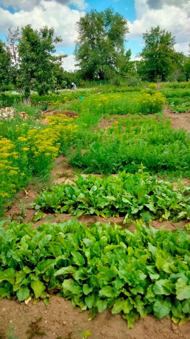 Продам дачу за 7 млн