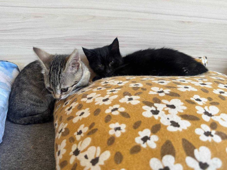 котки котки котки