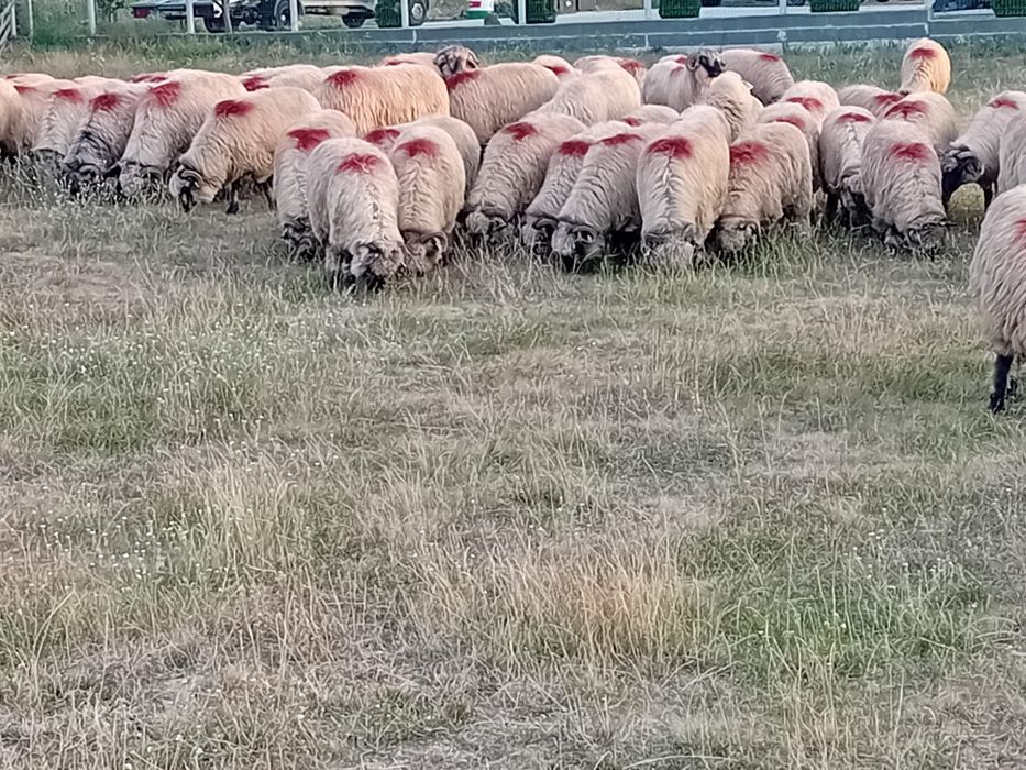 Oi bucali de vânzare