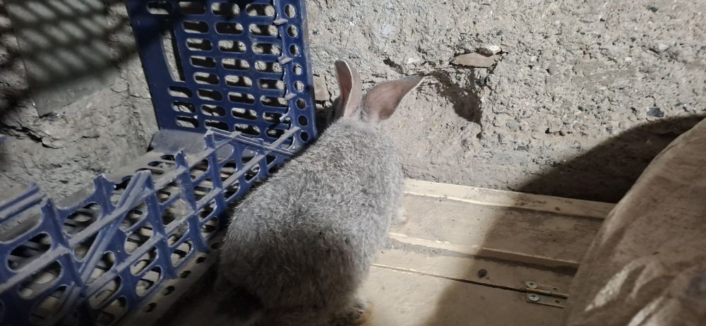 К р о л ь ч а т а