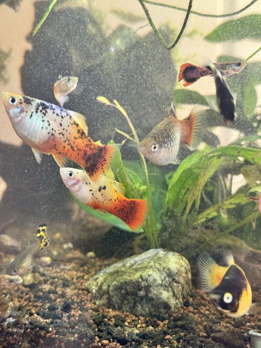 Vand cativa pestisori/melci/plante plutitoare