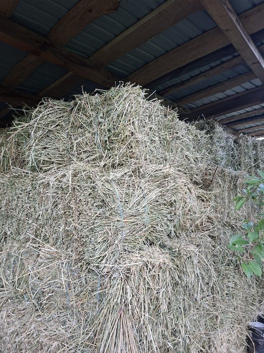 De vânzare baloți lucernă