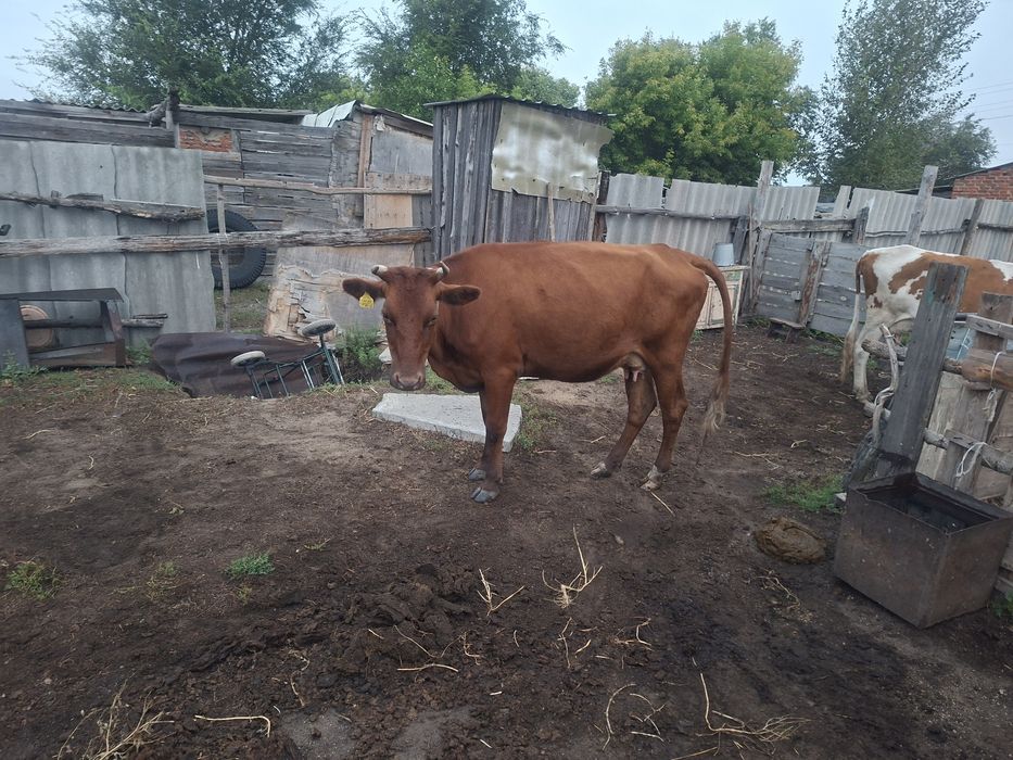 Продам корову 700000т.