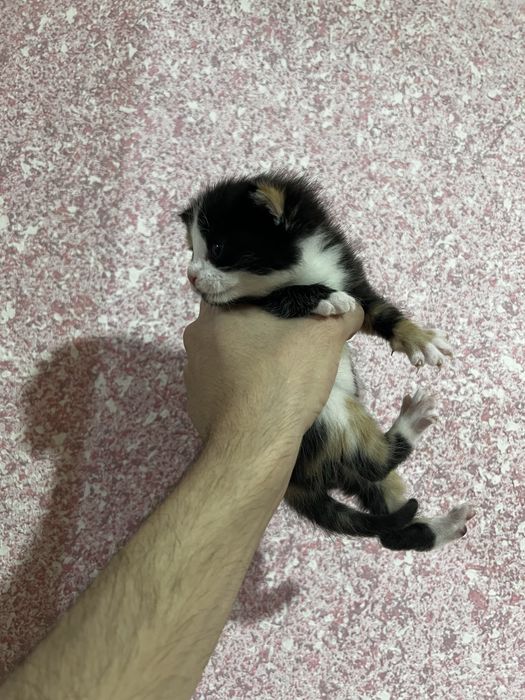 Отдам даром котят в хорошие руки