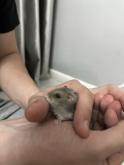 Продам хомяка и клетку