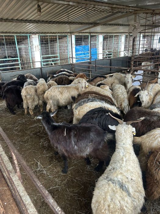 Ешкілер сатылады