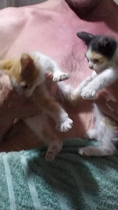 Котята потомки породы Сфинкс