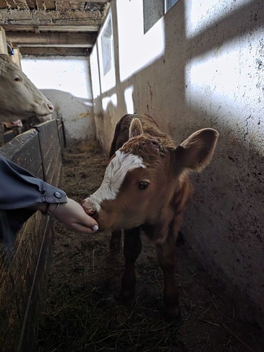 Vacă fătată recent