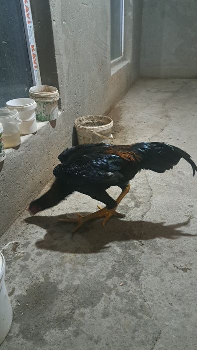 Бойцовый петухи дакан