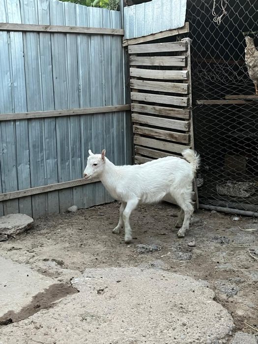 Теке лақтар сатылады