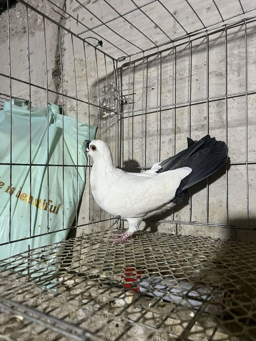 Кептер  жоғалтым  рахметі  бар