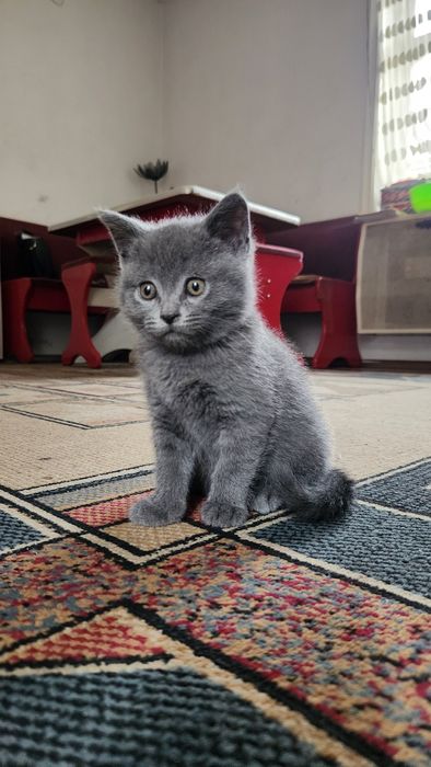 Продаётся  котята skotesh