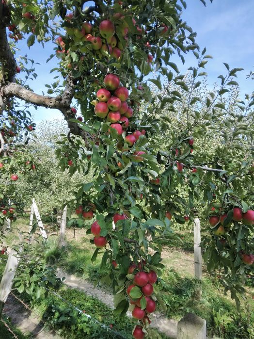 Vând teren, parte livadă-parte extravilan.