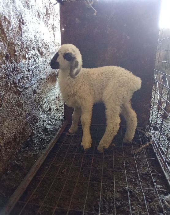 Қозылы қои сатылады