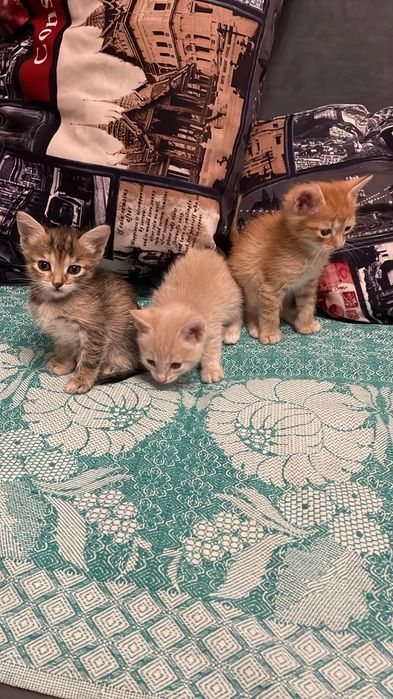 Отдам в добрые руки котят