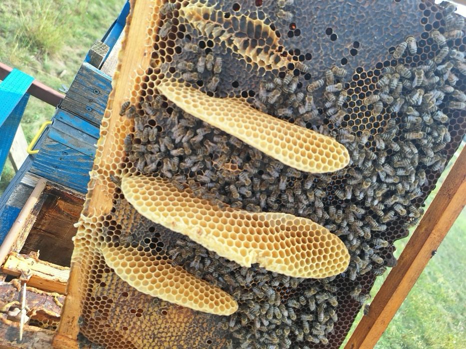 Vând miere floarea soarelui