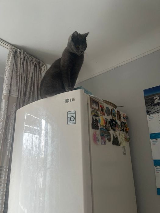 Срочно продам Кошкау Британский